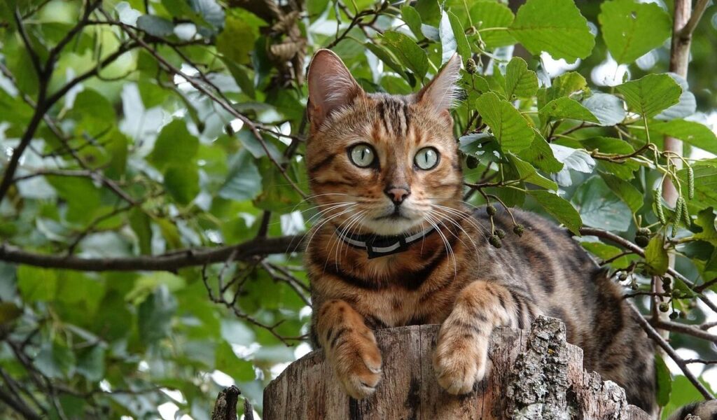 Bengal cat on a tree stump.