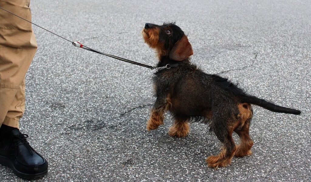 Dachshund on a leash looking up.