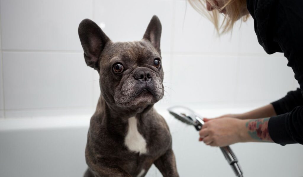 bulldog in a bathtub during grooming session