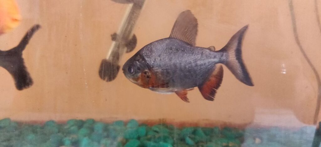 Pacu with red fins in an aquarium.