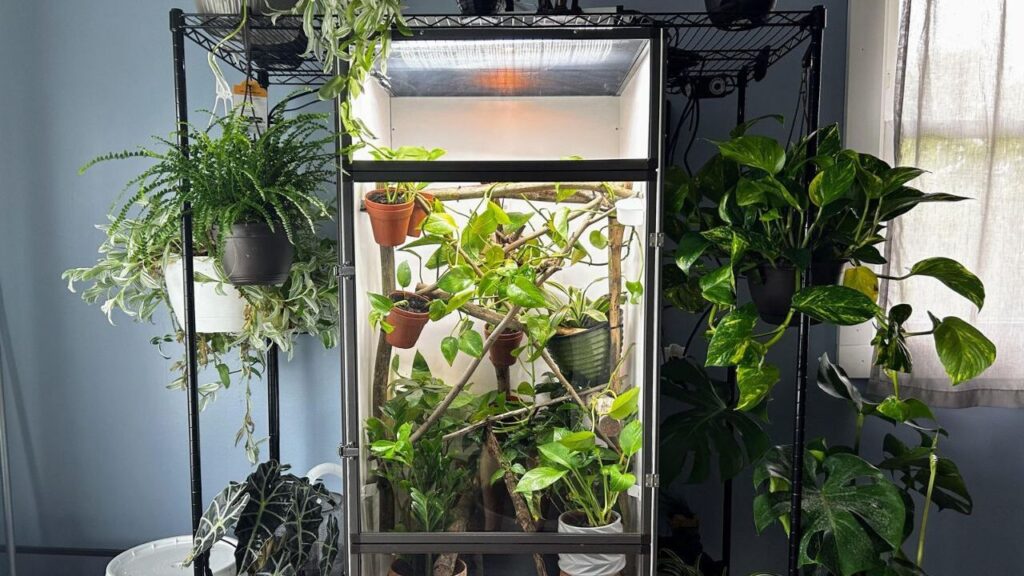 A vibrant indoor plant setup featuring a glass terrarium at the center filled with lush green plants and hanging pots. Surrounding the terrarium are various potted plants on black metal shelving, including ferns, pothos, and monstera, creating a mini indoor jungle. The setup is well-lit with natural light streaming through a nearby window, enhancing the greenery's freshness.