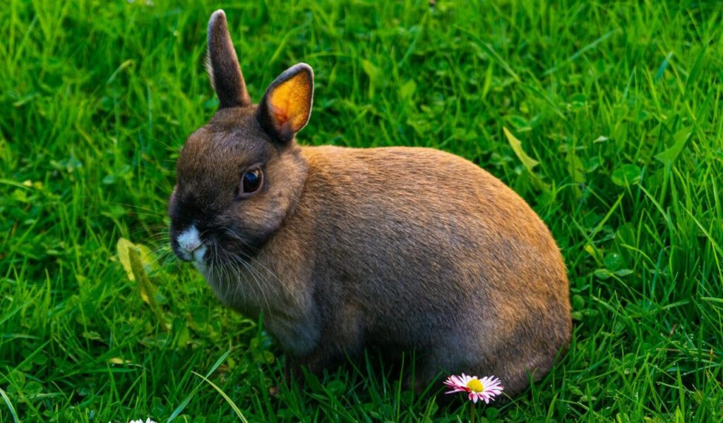 Netherland Dwarf rabbit on grass.