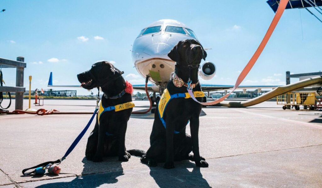 Two service dogs with harnesses near an airplane.