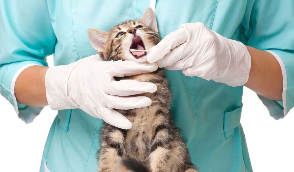 A small tabby kitten with its mouth open, receiving an oral checkup from a veterinarian. The vet, dressed in a turquoise uniform, is wearing white gloves and holding a swab while gently supporting the kitten.