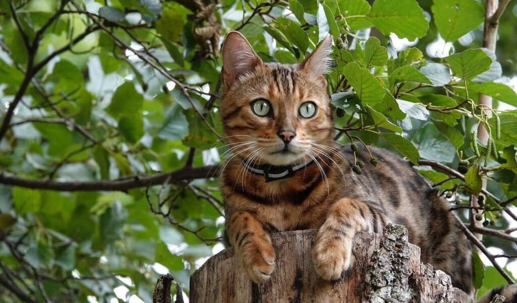 A stunning Bengal cat with a golden-brown coat and black rosettes perched on a tree stump. The cat has bright green eyes and a sleek, muscular build, wearing a black collar. Surrounding the cat are lush green leaves and branches, creating a natural and vibrant outdoor scene.
