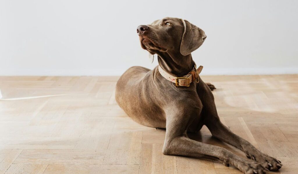 purebred Weimaraner dog lying indoors