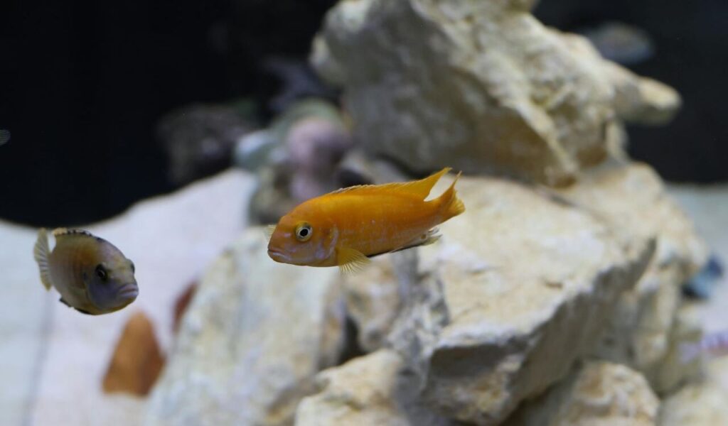 Bright orange cichlid fish swimming near rocks.