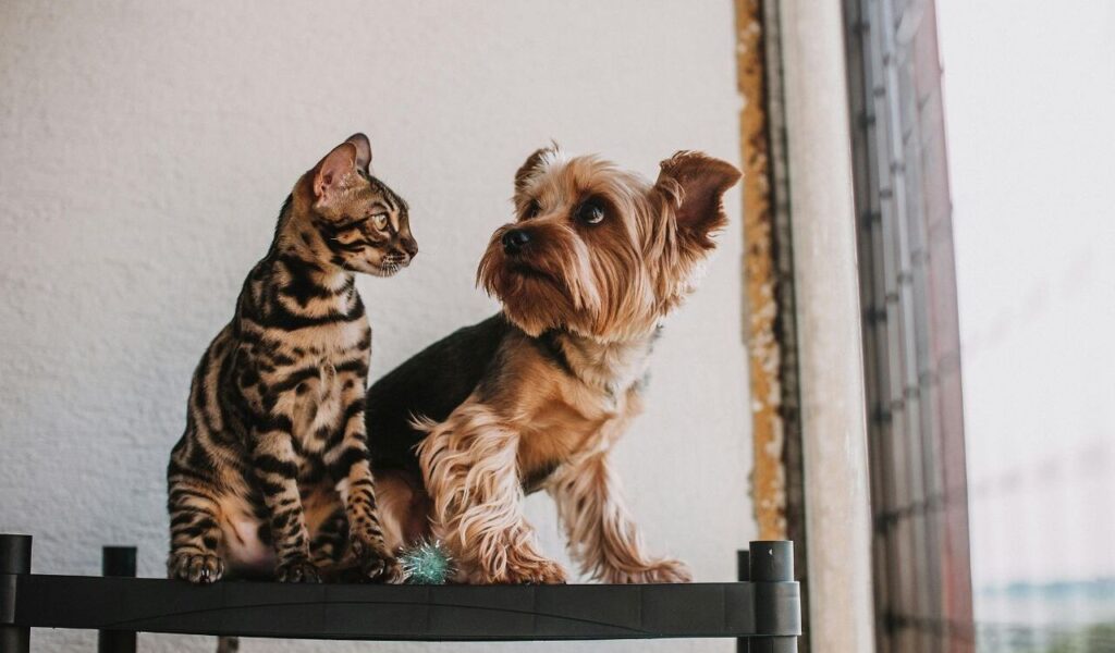 bengal cat and yorkshire terrier on a shelf