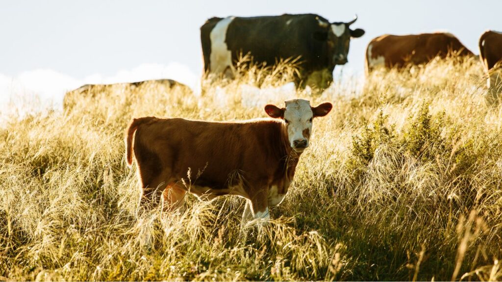 Guernsey cow