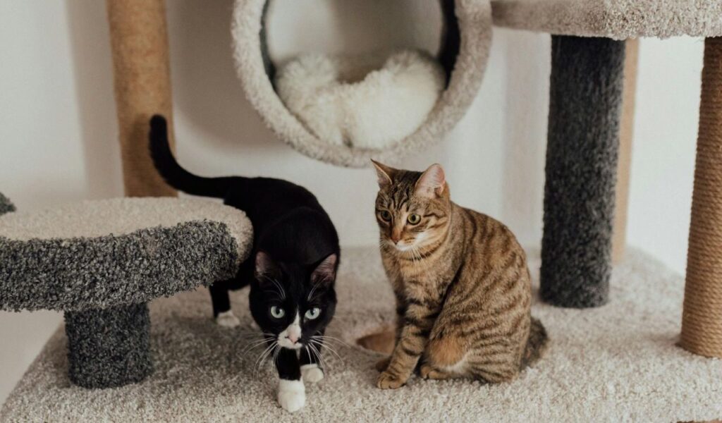black and white cat and tabby cat on a cat tree