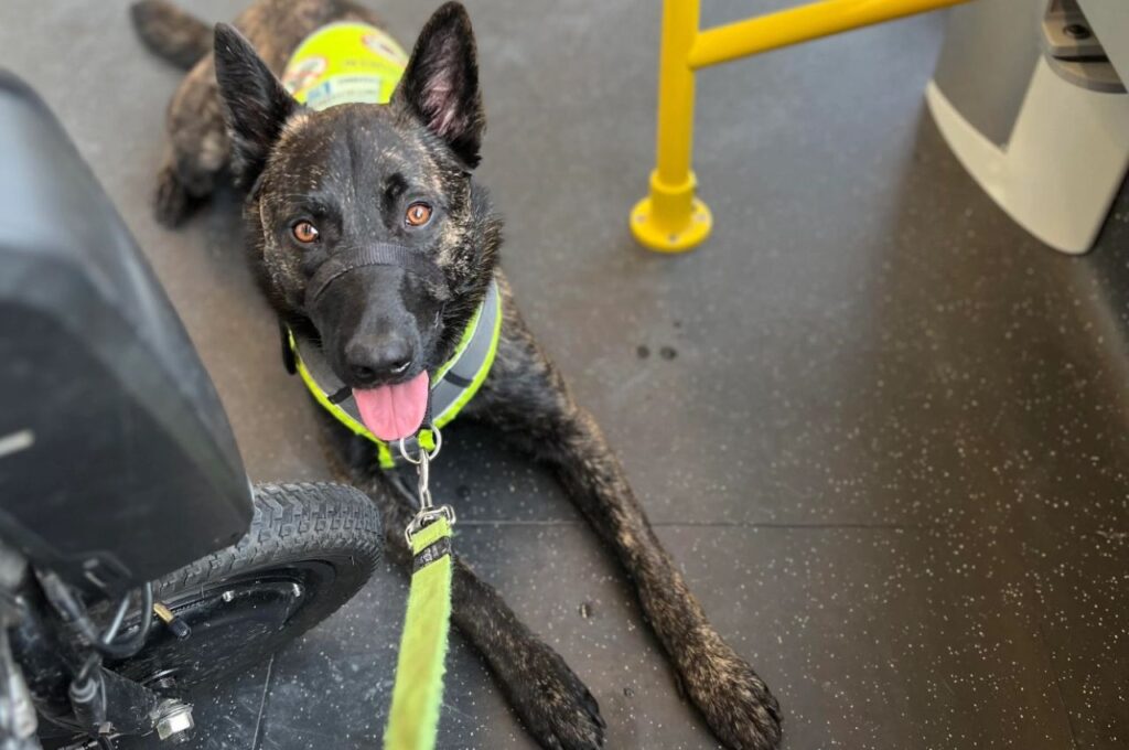 Dutch Shepherd dog wearing vest lying on floor