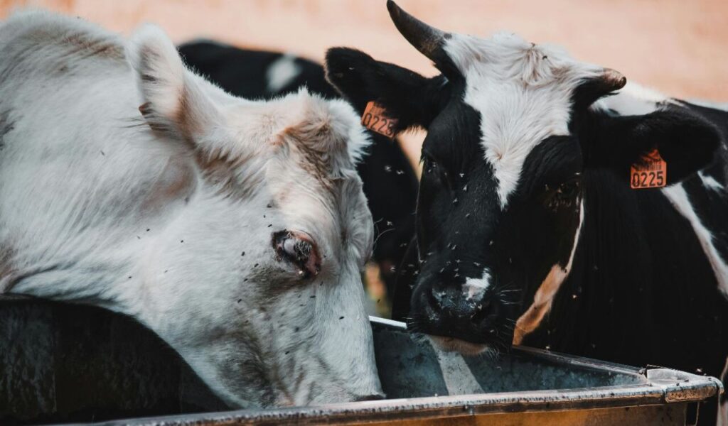 Two cows drinking from a trough.