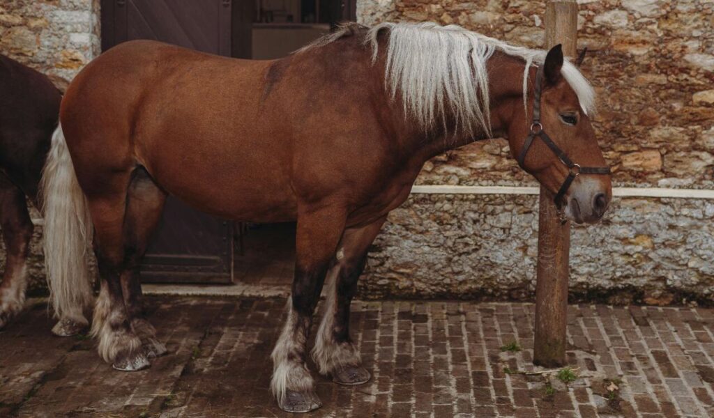 A horse standing next to a post.