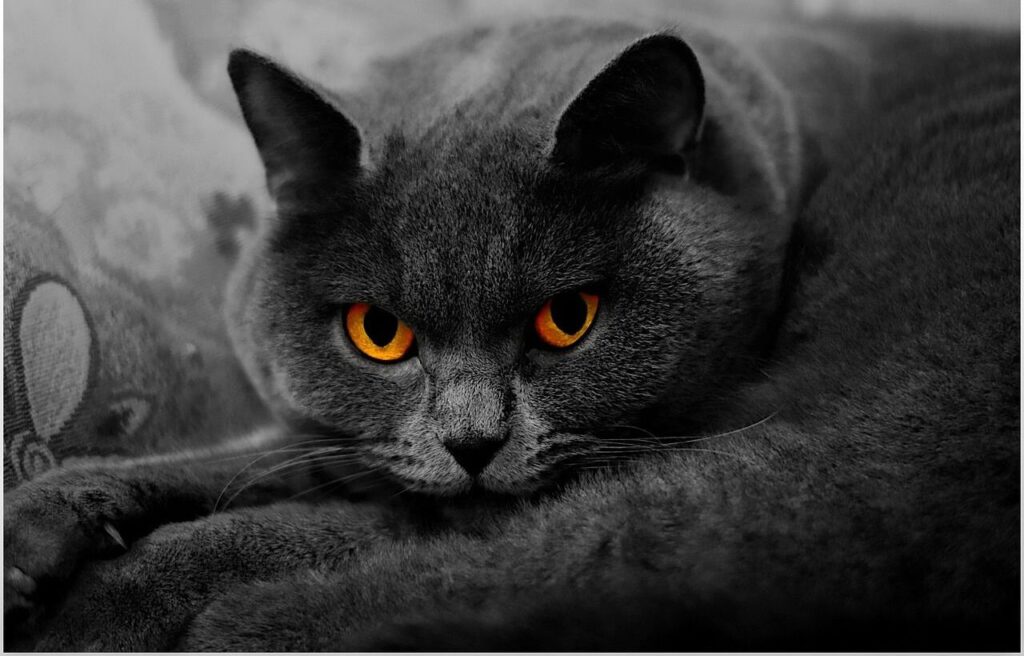 Gray British Longhair cat with orange eyes.