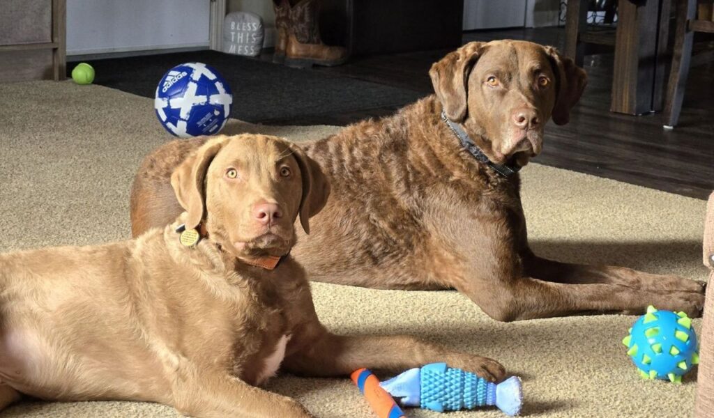 Two Chesapeake Bay Retrievers resting with toys.