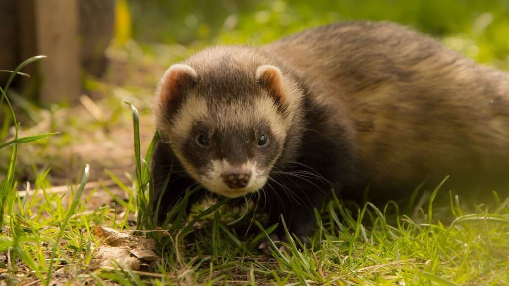 A dark brown ferret with light facial markings crouching on green grass, looking intently at the camera. The background is a softly blurred natural setting.