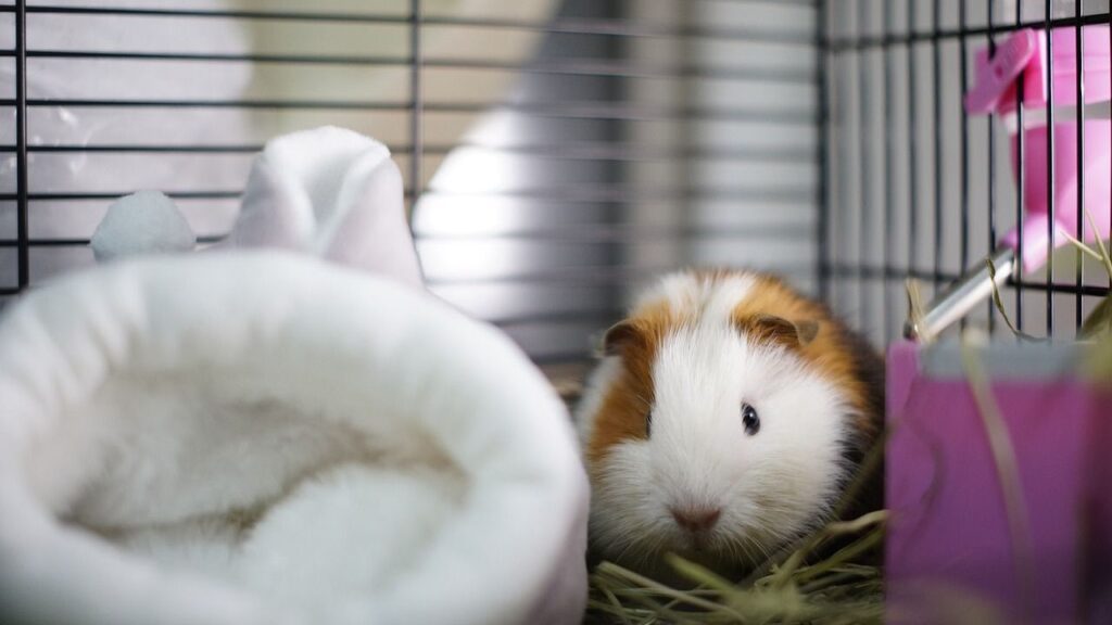 A white and brown guinea pig resting on hay inside a cage, with a soft, white cozy bed on the left and a pink water bottle attached to the cage on the right.