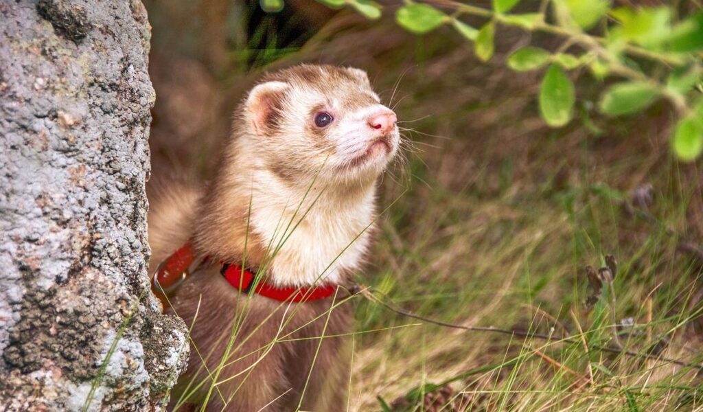 Ferret in a harness exploring outdoors.