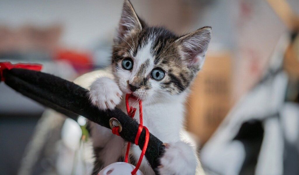 A kitten playing with a toy, holding onto a string.