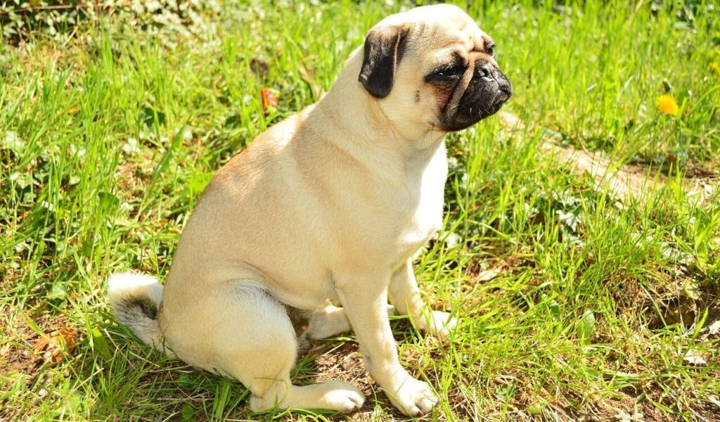 Pug sitting on grass outdoors.