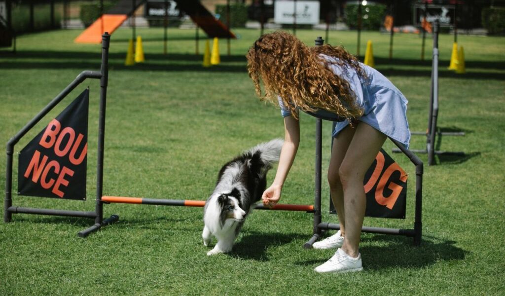 Shetland Sheepdog with owner at an agility course.