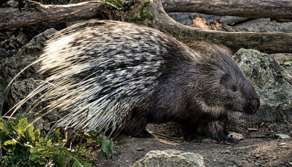 porcupine walking on rocky ground