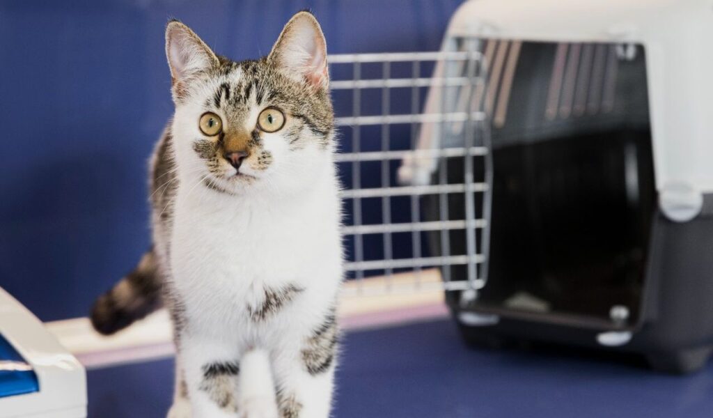 cat standing near a carrier