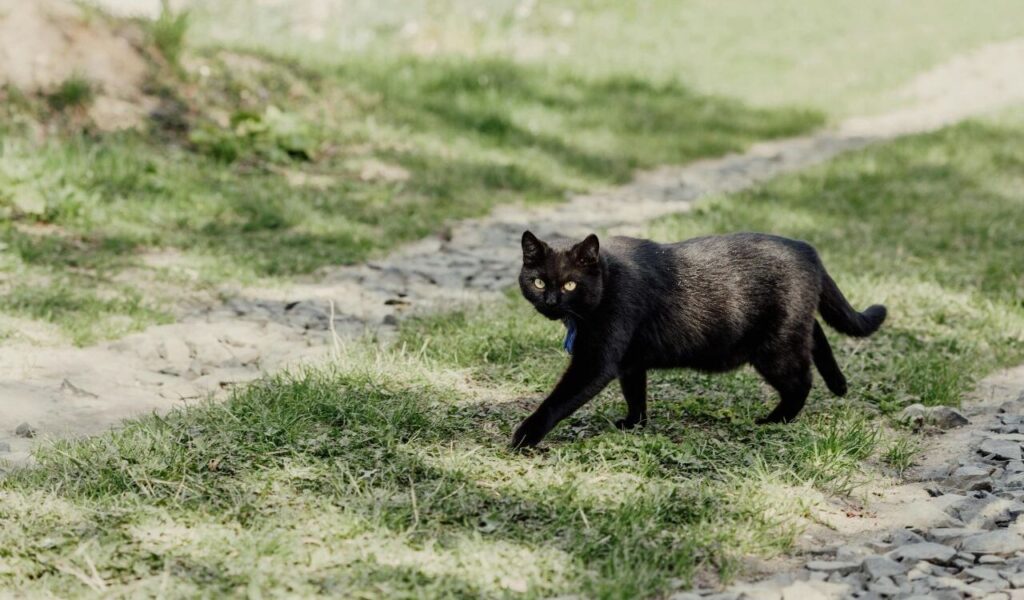 Bombay cat walking outdoors