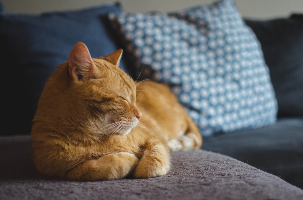 calm and friendly cat