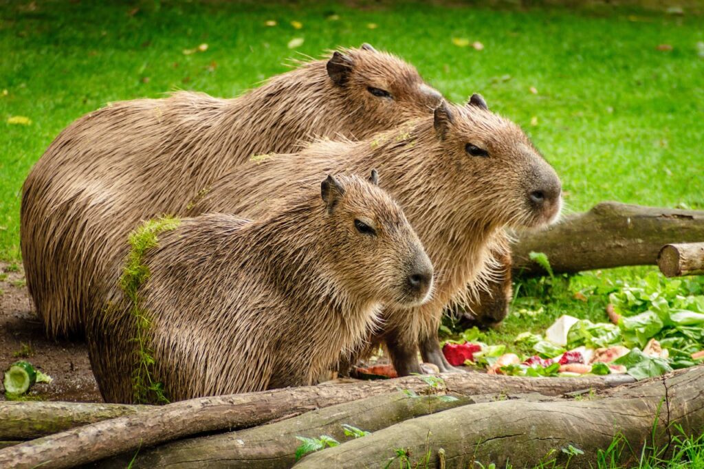A group of three capybaras