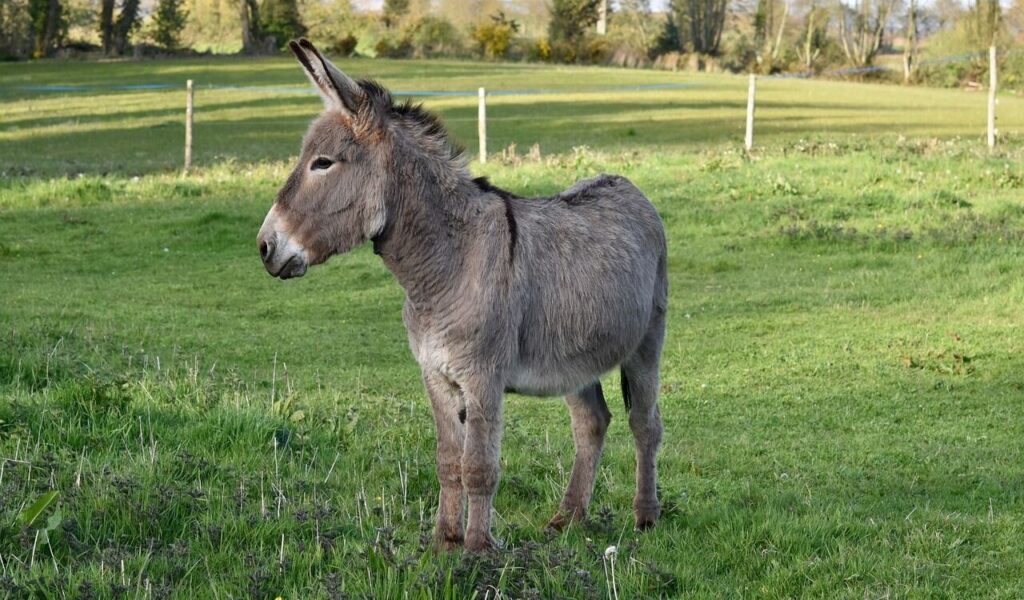 donkey on grass