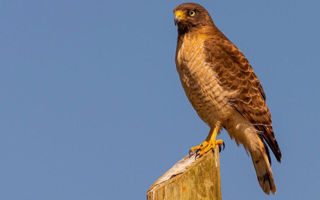 hawk perched on a wooden post