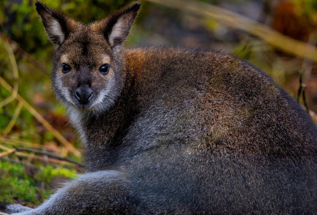 A close-up of a swamp wallaby with brown and grey fur