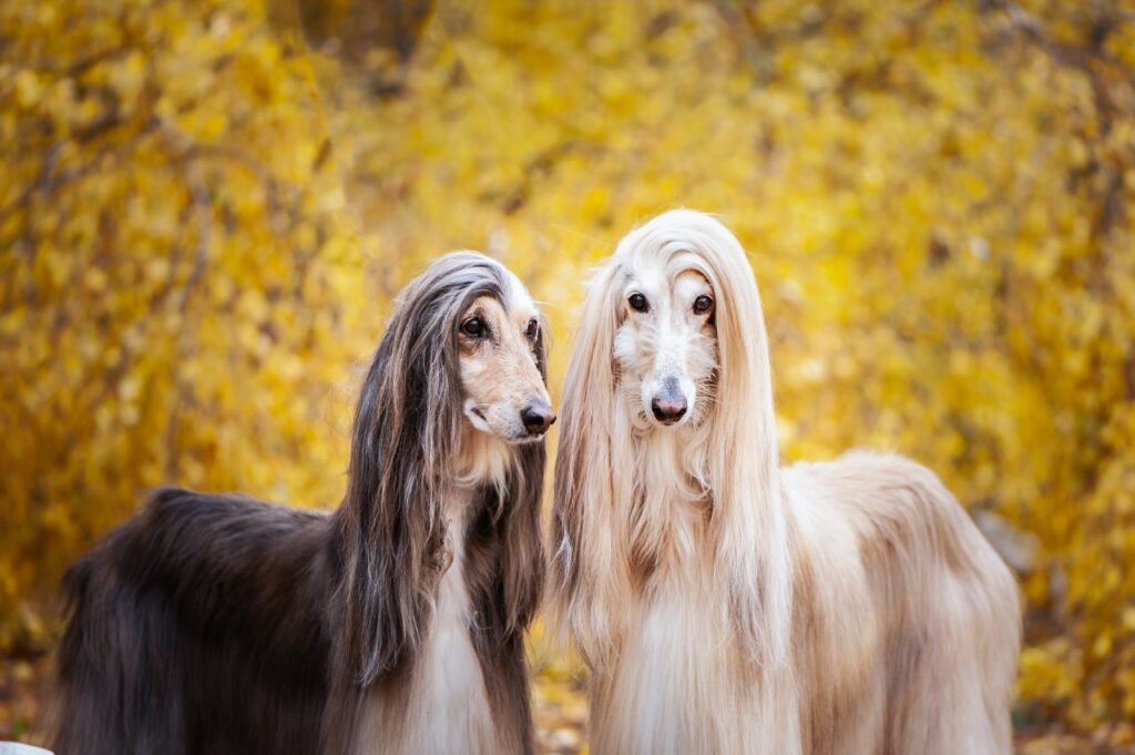 2 Afghan Hounds with yellow background