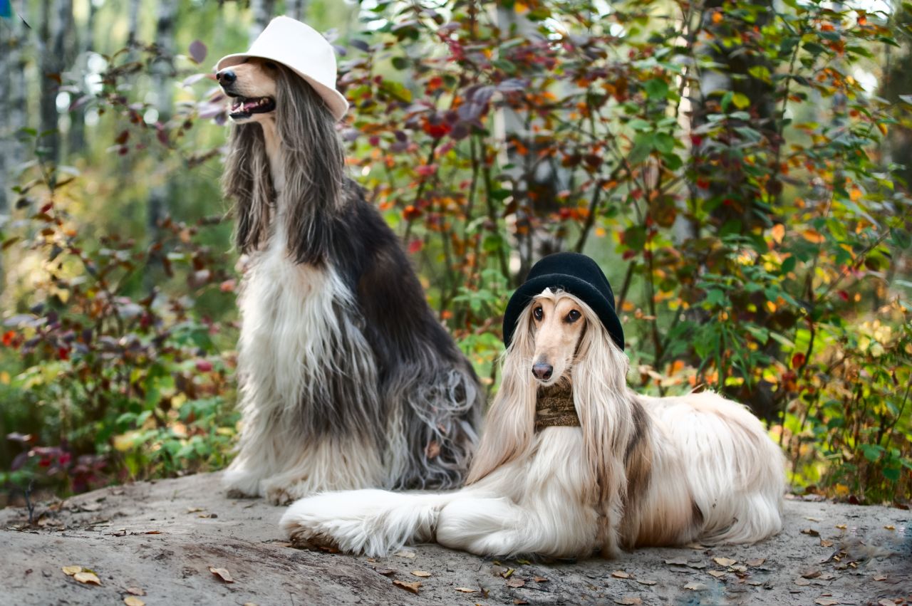 2 Afghan Hounds