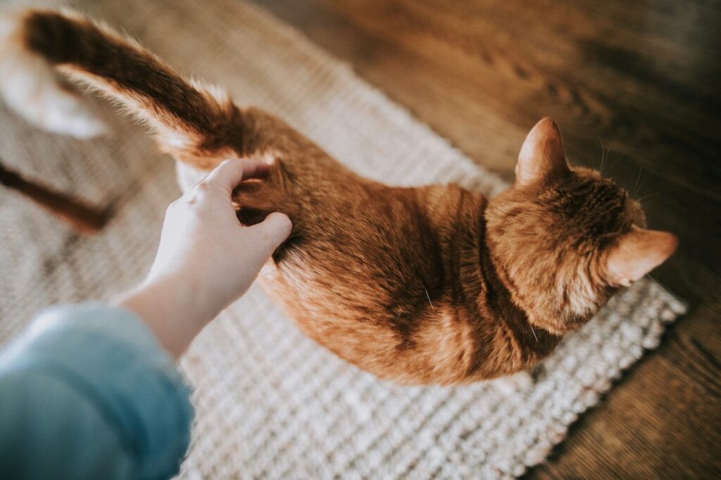 Ginger cat enjoys a back scratch session