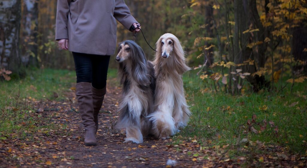 Afghan hounds