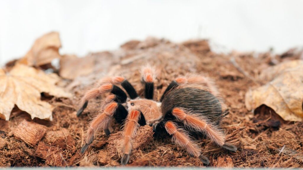 Tarantula