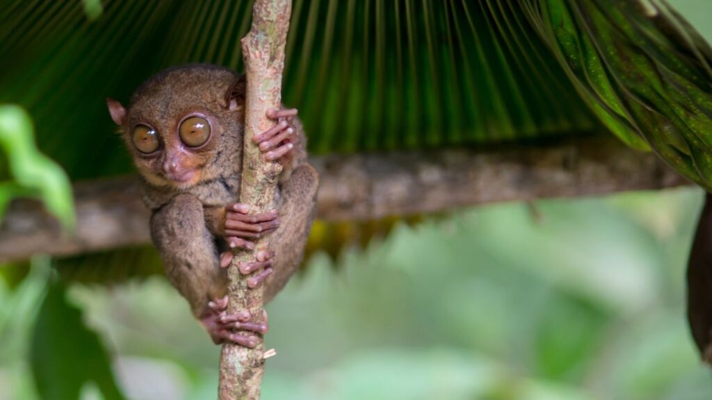 Tarsier