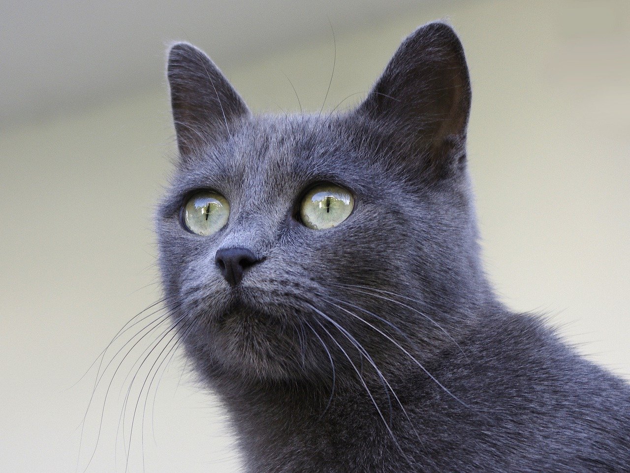 Elegant Chartreux cat with green eyes.