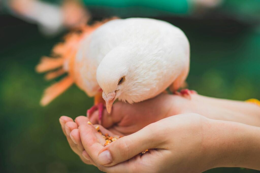 White dove eating seeds from hands.