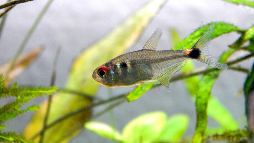 Beacon Fish (Head and Tail Light Tetra)