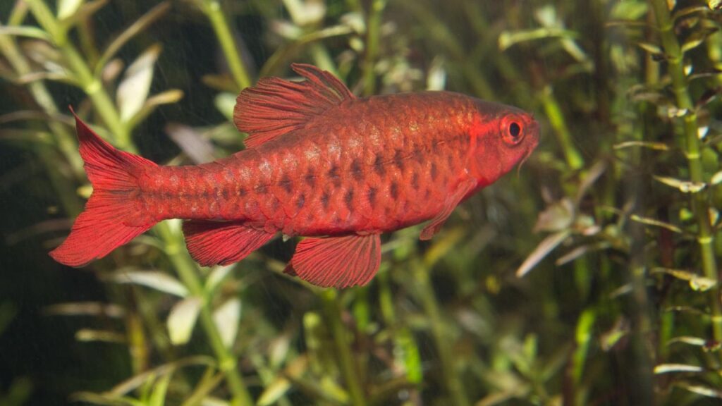Cherry Barb