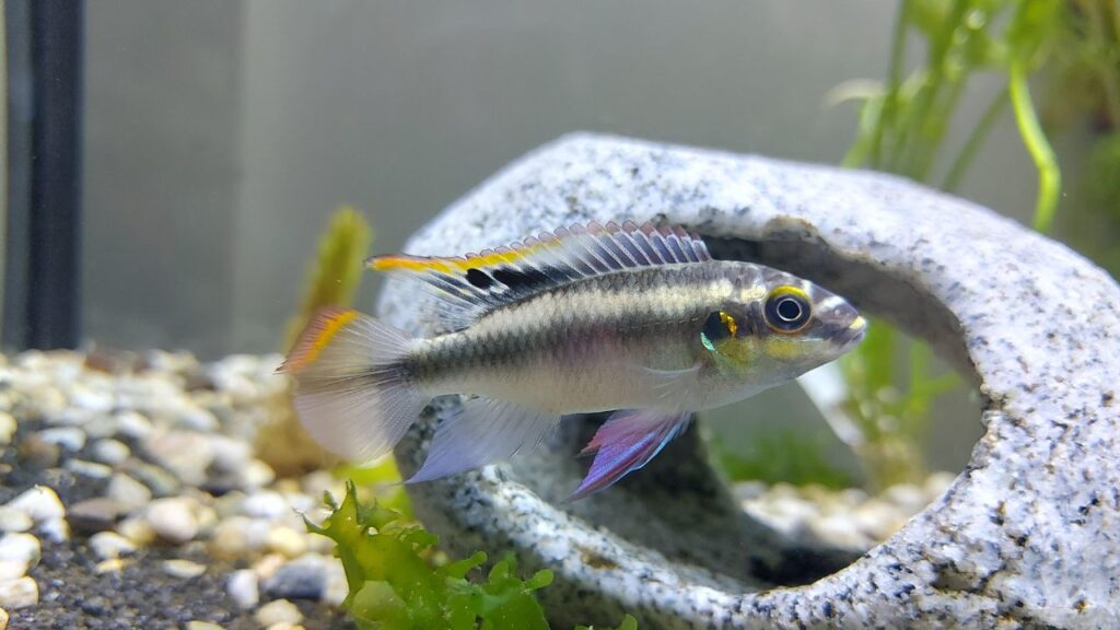 Kribensis Cichlid