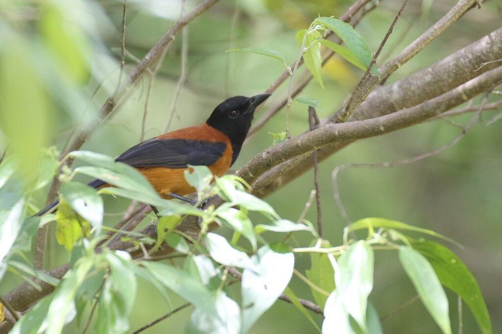 Pitohui