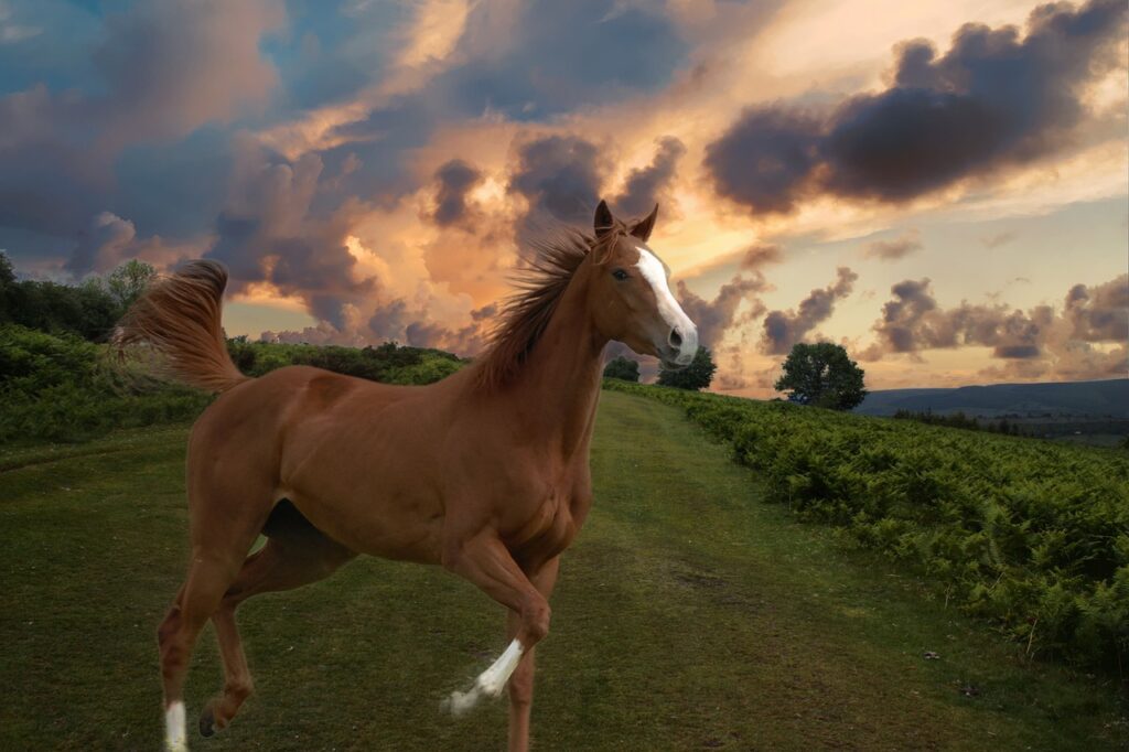 A Thoroughbred horse in the wild