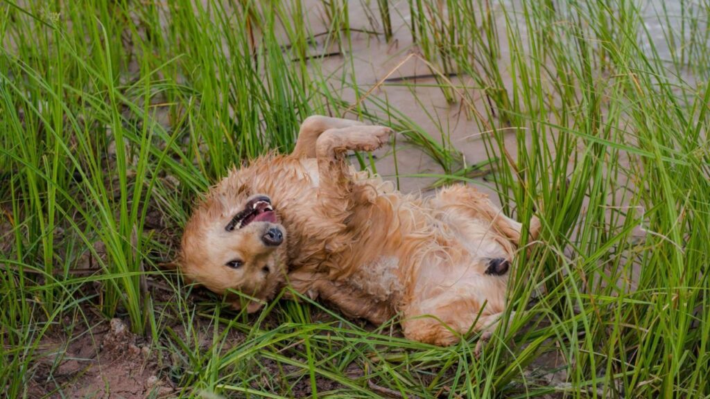 A playful golden retriever with a wet, golden-colored coat lying on its back in tall green grass near a muddy area. The dog appears happy and relaxed, with its mouth open in a joyful expression, enjoying a carefree moment in nature.