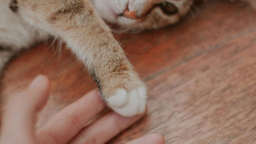 Brown and white cat gently placing its paw on the owner's hand, lying on a wooden floor.