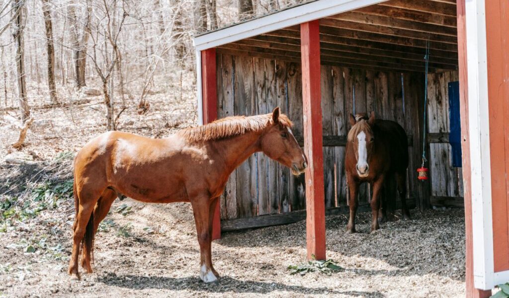Two horses standing near a wooden shelter in a forested area. One horse is outside the shelter, facing the other horse, which is inside the shaded structure. The shelter has red beams and wooden panels, and the ground is covered with sawdust. The background features leafless trees, suggesting an early spring or late autumn setting.