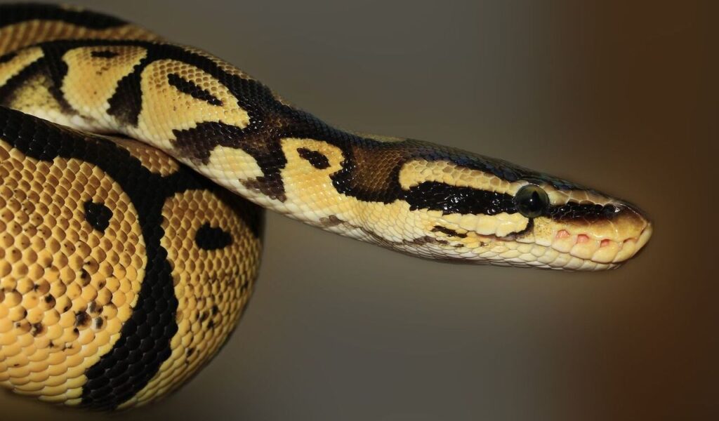 A close-up of a ball python with intricate yellow and black patterned scales, showing its smooth head and focused expression.